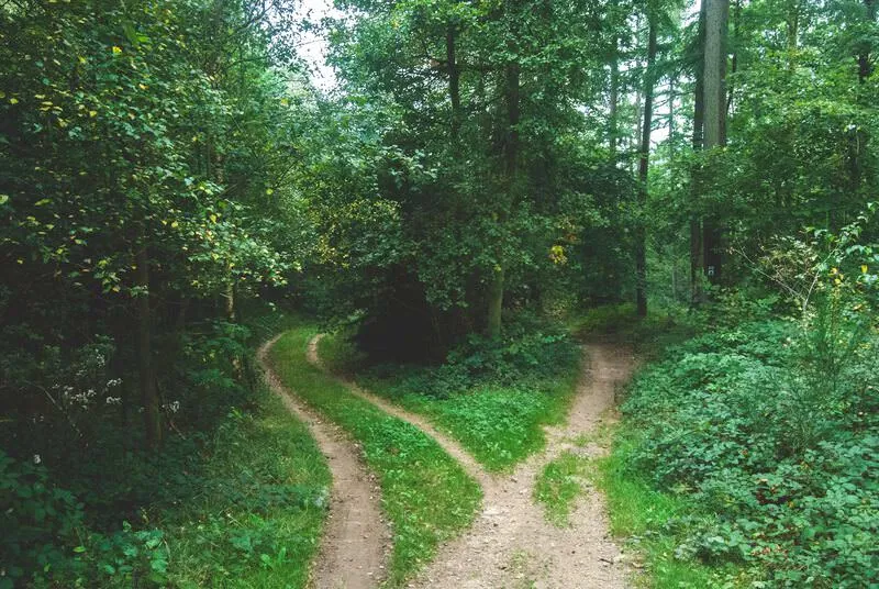 two roads diverged...