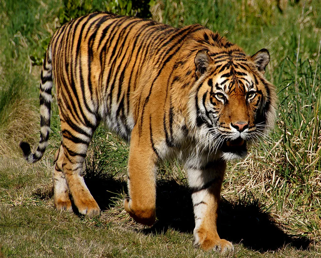Original tiger.webp